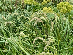 Poa foliosa