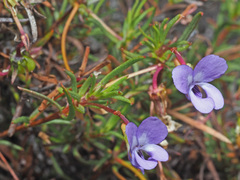 Viola decumbens scrotiformis