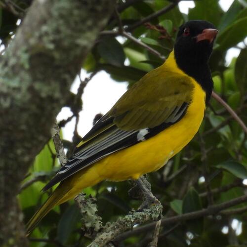 Black-headed Oriole (Oriolus larvatus), photo 5