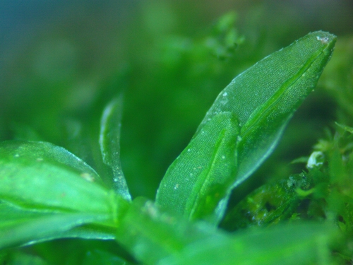 Atrichum tenellum observed 2026-03-19