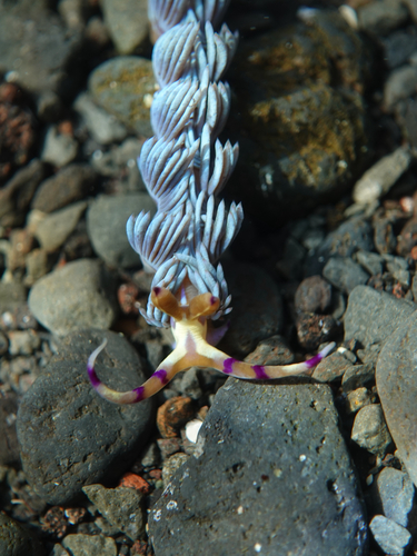 Pteraeolidia semperi
