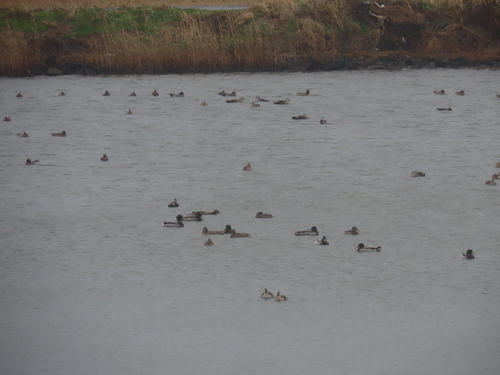 Mallard