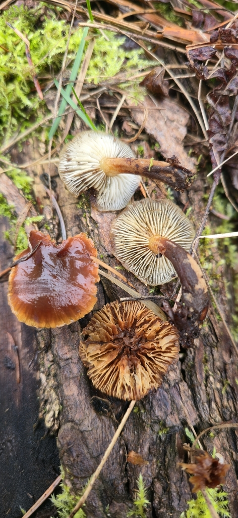 Flammulina filiformis · March 2026 · photo: © leannestacy (iNaturalist, cc0)