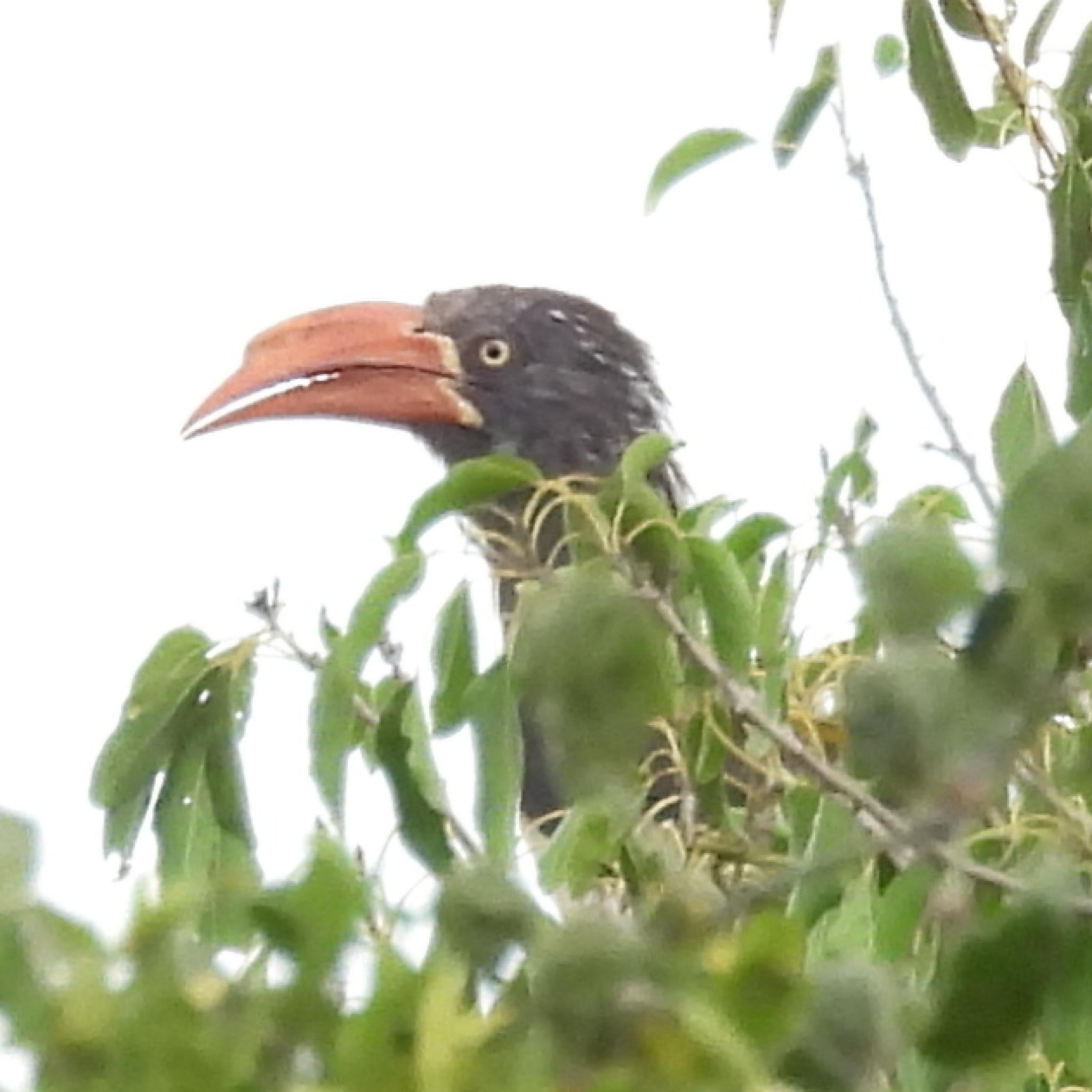 Crowned Hornbill (Lophoceros alboterminatus), photo 7