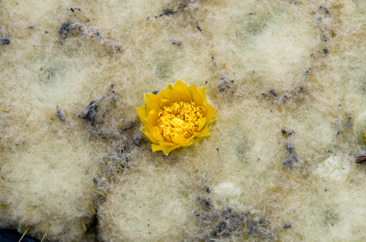 Austrocylindropuntia lagopus
