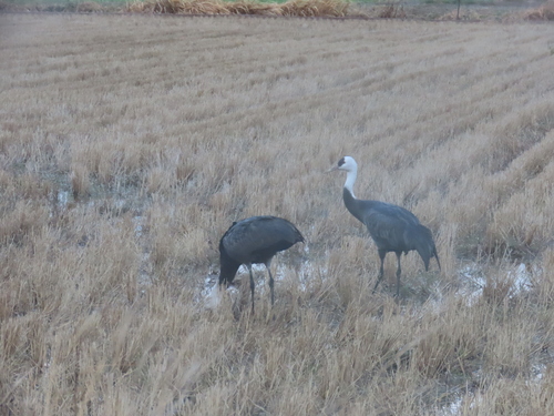 Hooded Crane