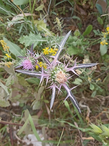 Syrian Thistle (Notobasis syriaca)