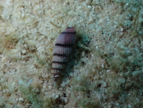 Terenolla pygmaea observed 2026-03-10