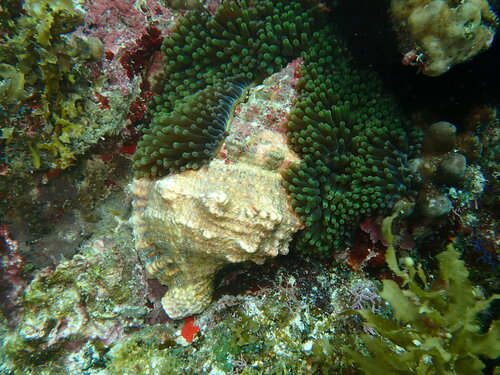 Tutufa bubo observed 2026-03-10