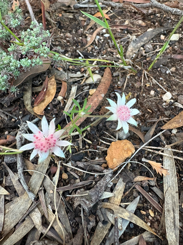 Actinotus forsythii, 2026-01-20
