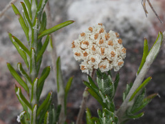 Anaxeton asperum