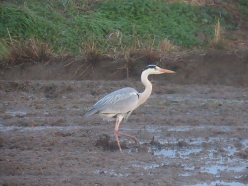 Grey Heron