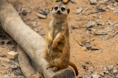 Meerkat photo 2