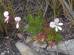 Pelargonium divisifolium