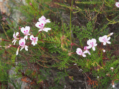 Pelargonium divisifolium