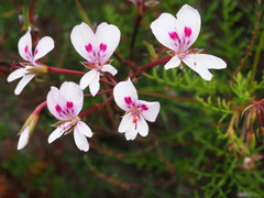 Pelargonium divisifolium