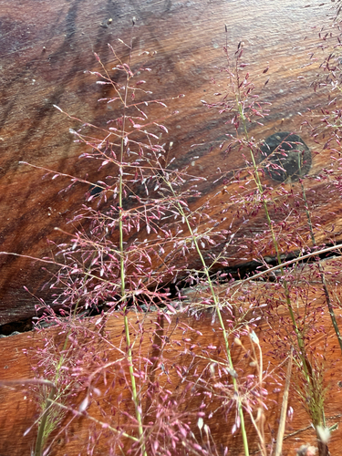 Eragrostis viscosa observed 2026-03-20