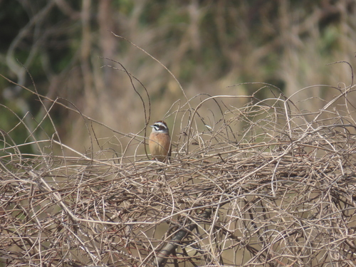 Meadow Bunting