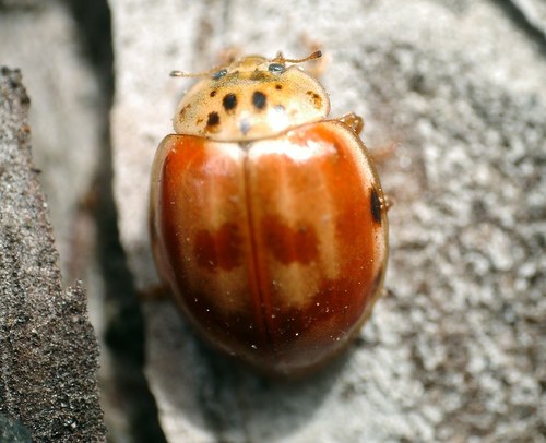 Cream-streaked Ladybird, photo 7 of 8