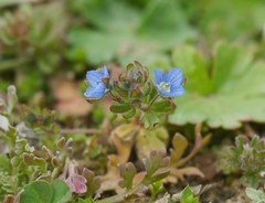 Veronica triphyllos