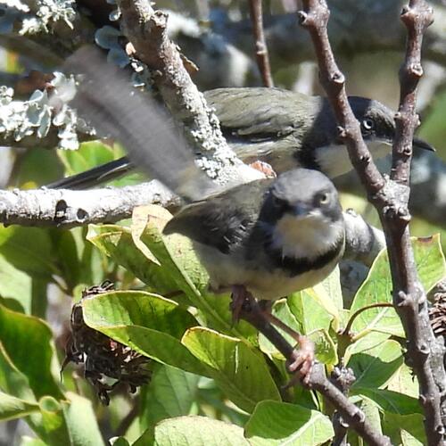 Bar-throated Apalis (Apalis thoracica), photo 3