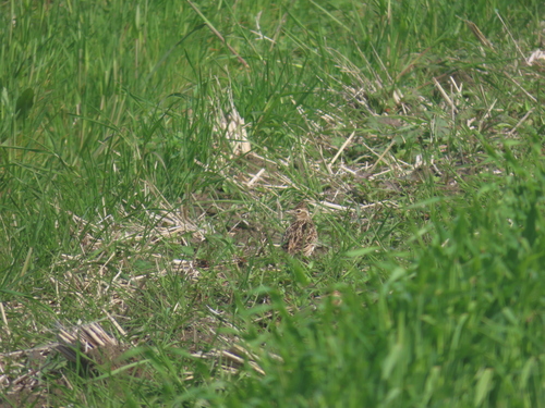 Eurasian Skylark
