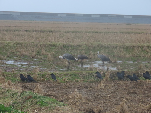 Hooded Crane