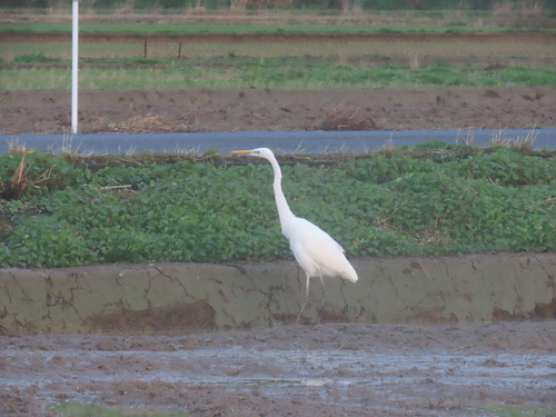 Great Egret