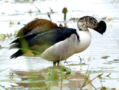 iNaturalist: (c) Corrie du Toit, some rights reserved (CC BY-NC), uploaded by Corrie du Toit iNaturalist image