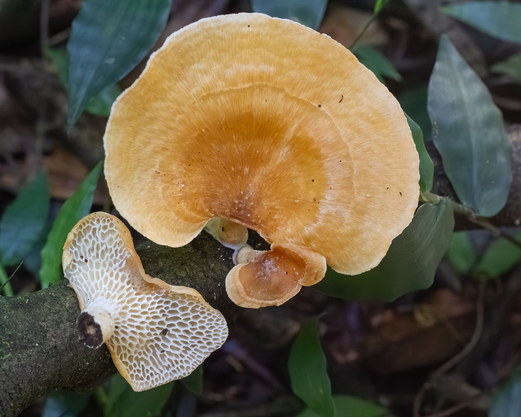 Neofavolus teixeirae · March 2026 · photo: © deniszabin (iNaturalist, cc-by)