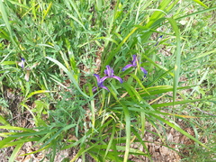 Iris graminea