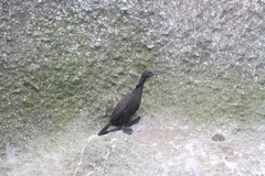 Phalacrocorax neglectus