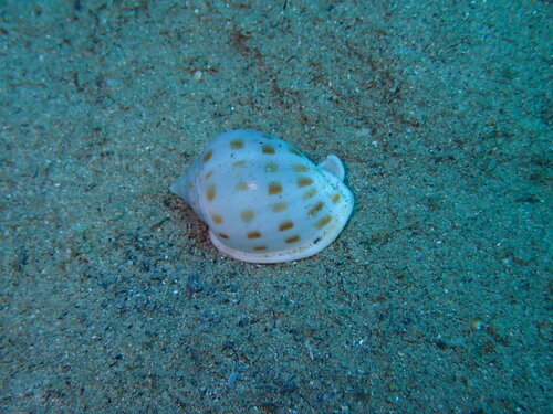 Semicassis persimilis observed 2026-03-11
