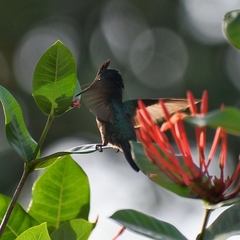 Orthorhyncus cristatus emigrans