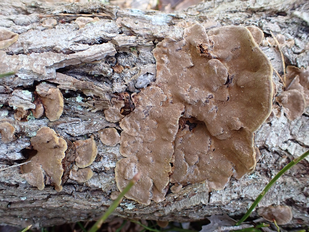 Phellinopsis conchata · March 2026 · photo: © johan8153 (iNaturalist, cc-by)