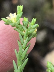 Diosma apetala
