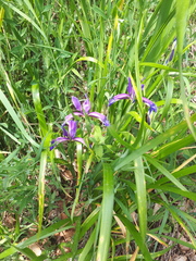 Iris graminea