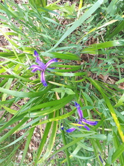 Iris graminea