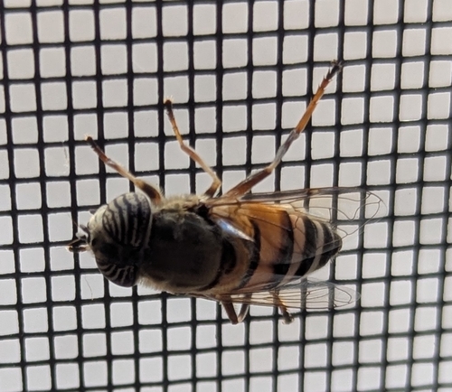 Stripe-eyed Lagoon Fly photo 6