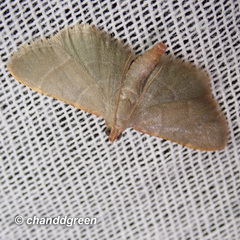 Hypsopygia nonusalis