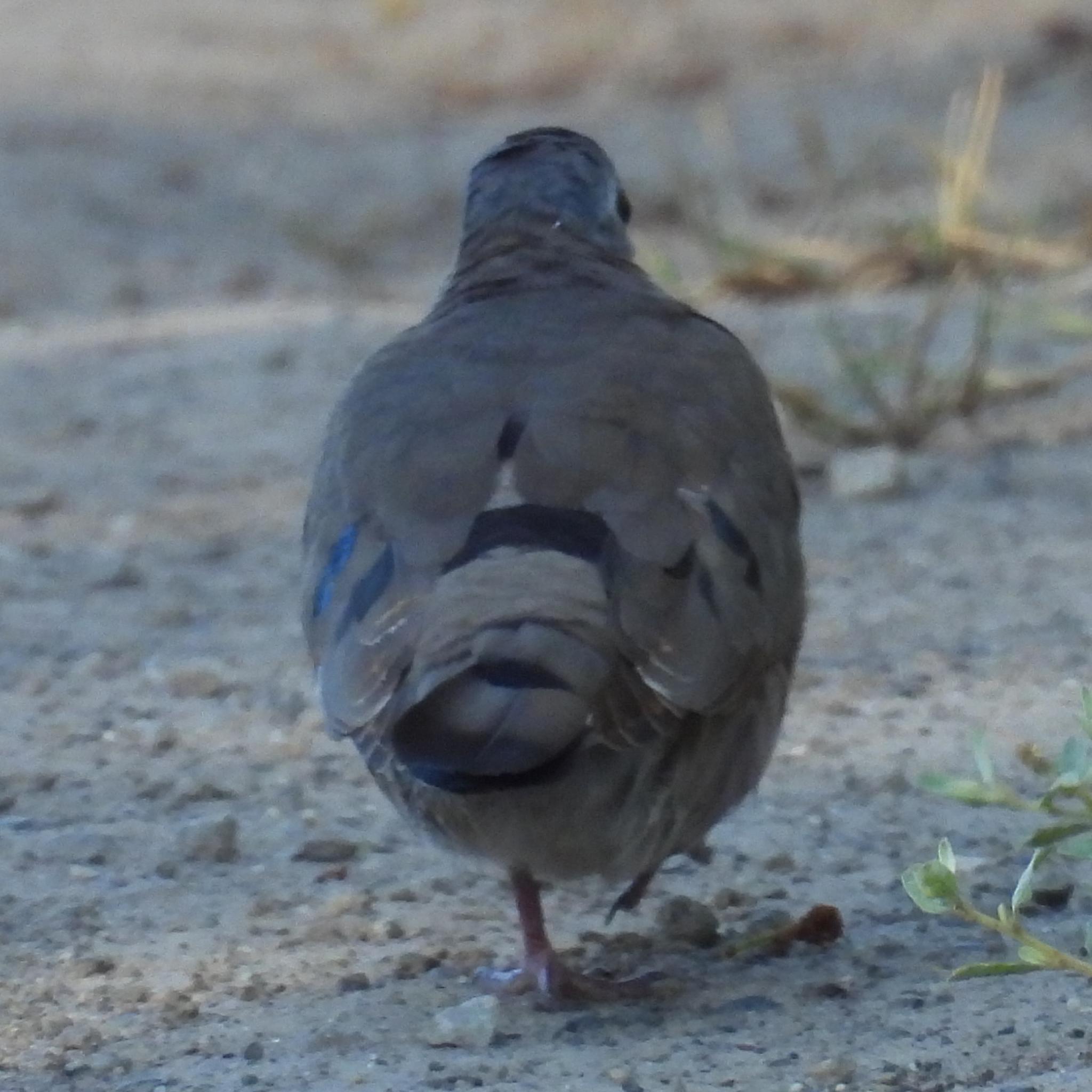Emerald-spotted Wood Dove (Turtur chalcospilos), photo 9