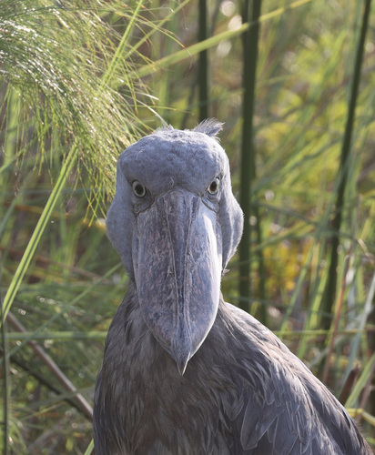 Shoebill