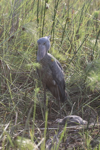 Shoebill
