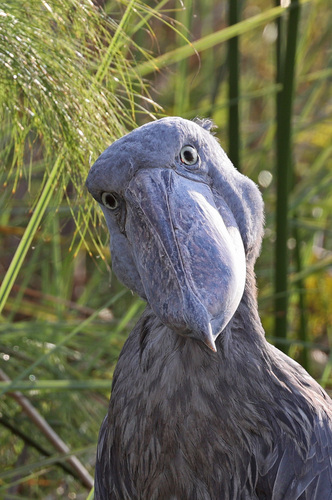 Shoebill