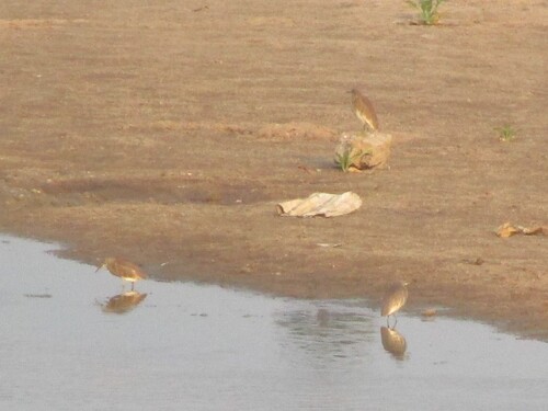 Indian Pond-Heron
