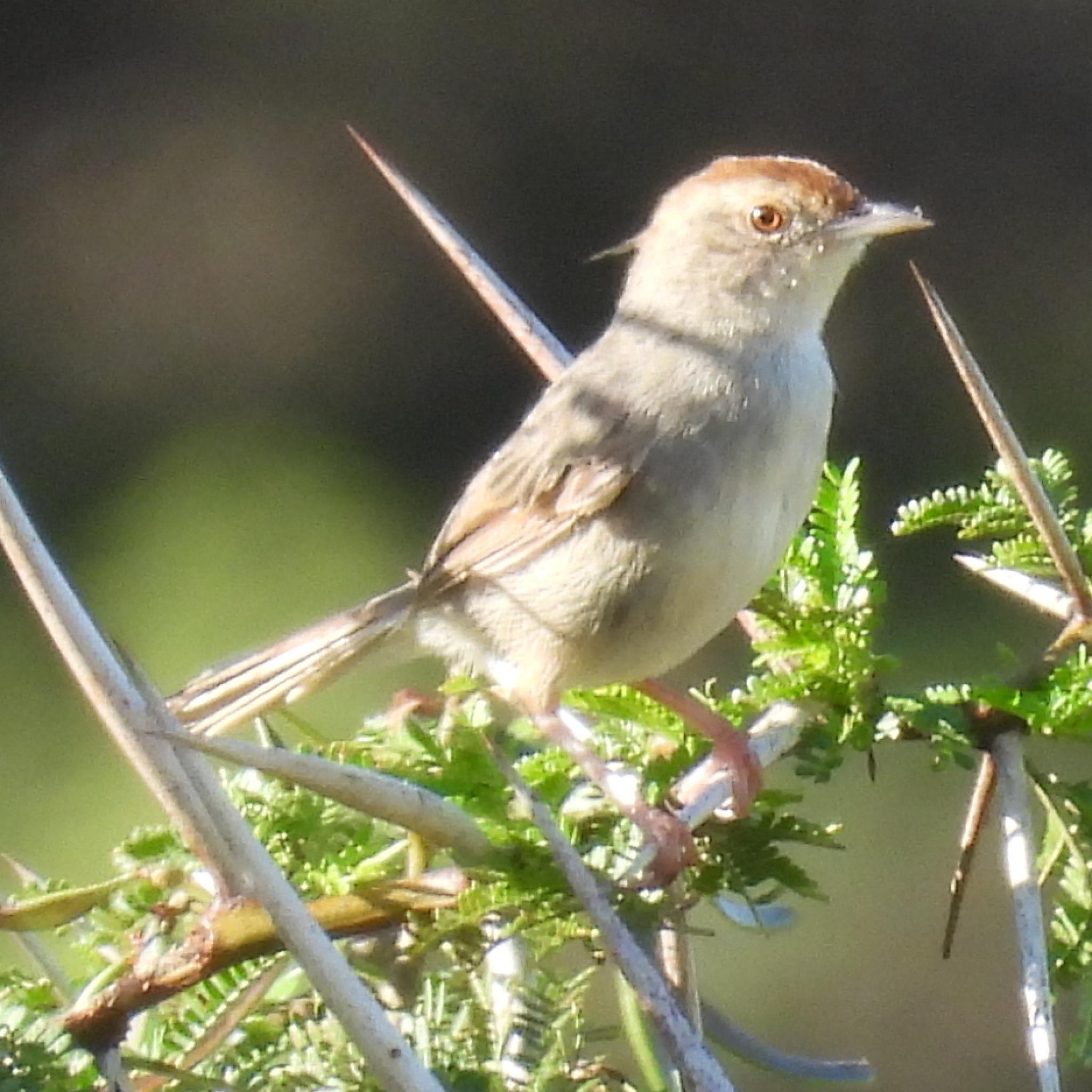Rock-loving Cisticola (Cisticola aberrans), photo 10