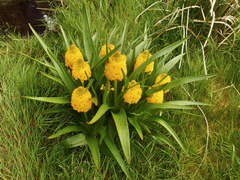 Bulbinella rossii
