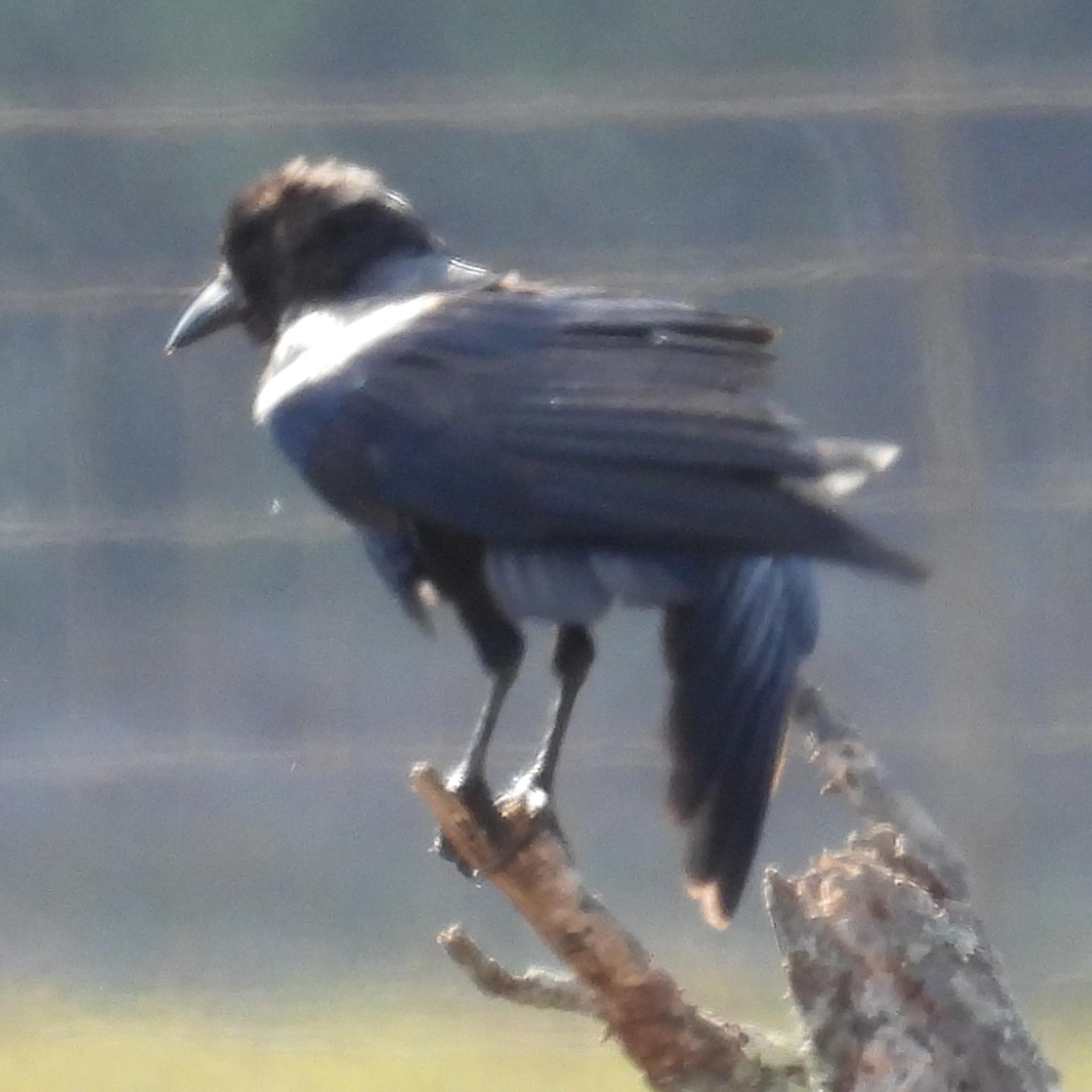Cape Crow (Corvus capensis), photo 7