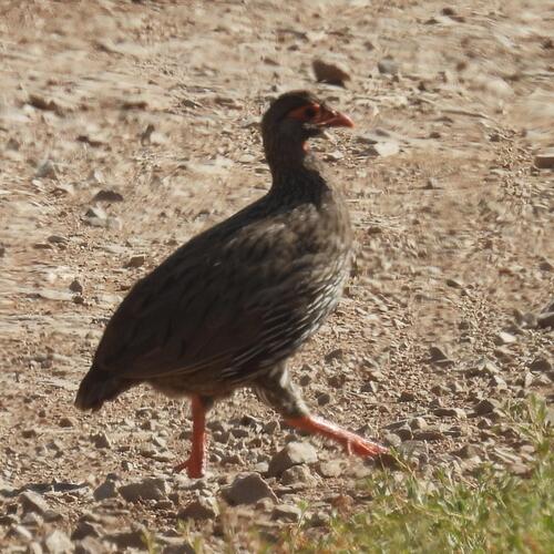 Red-necked Spurfowl (Pternistis afer), photo 4