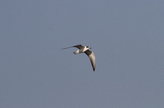 Chlidonias leucopterus